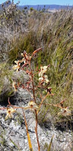 Wachendorfia paniculata flowering in hot conditions